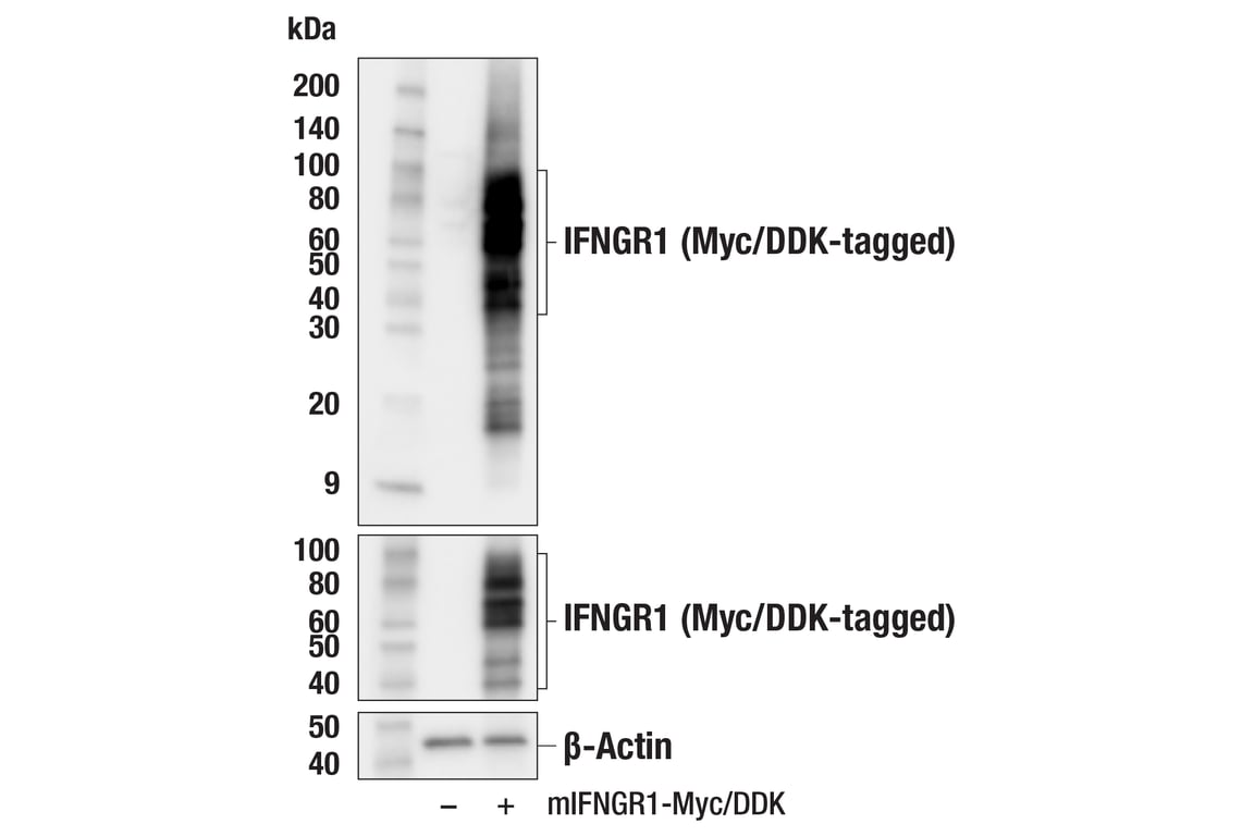 Western Blotting Image 3: IFNGR1 (E3I8B) Rabbit Monoclonal Antibody
