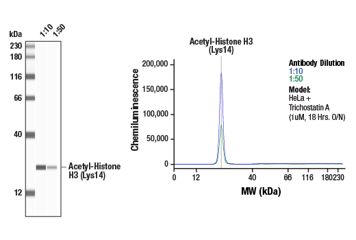 Western Blotting Image 1: Acetyl-Histone H3 (Lys14) (D4B9) Rabbit Monoclonal Antibody