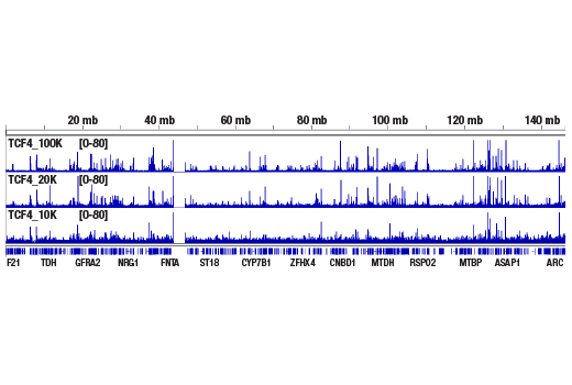 CUT & RUN Image 3: CUT&RUN Assay Kit