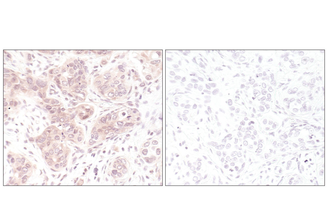 Immunohistochemistry Image 1: p44/42 MAPK (Erk1/2) (L34F12) Mouse Monoclonal Antibody (BSA and Azide Free)