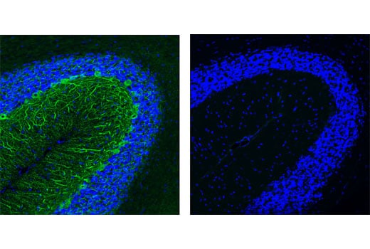 Immunofluorescence Image 1: Mouse (G3A1) Monoclonal Antibody IgG1 Isotype Control