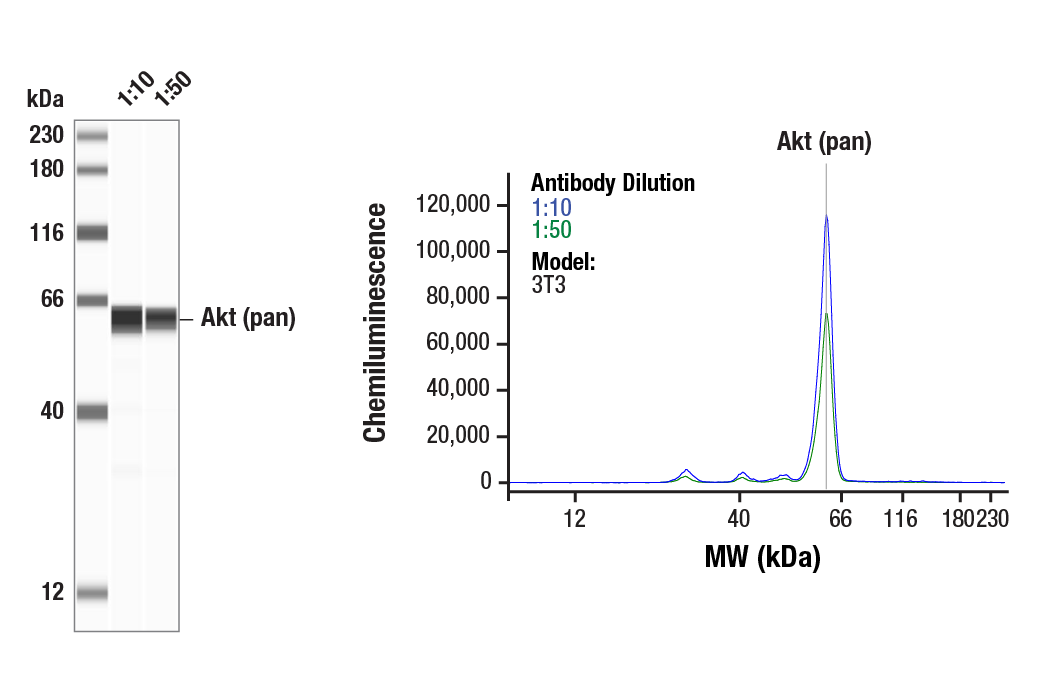 Western Blotting Image 1: Akt (pan) (11E7) Rabbit Monoclonal Antibody