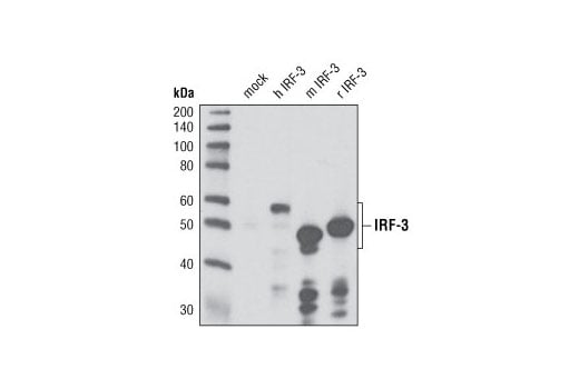 Western Blotting Image 2: IRF-3 (D83B9) Rabbit Monoclonal Antibody (BSA and Azide Free)