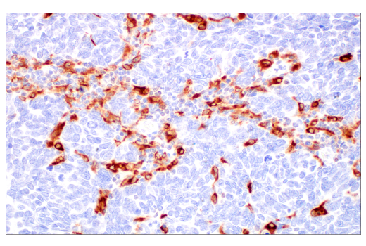 Immunohistochemistry Image 1: HO-1 (E8B7A) Rabbit Monoclonal Antibody