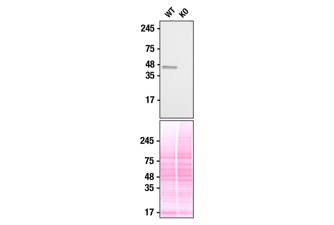 Western Blotting Image 2: TIA-1 (D1Q3K) Rabbit Monoclonal Antibody