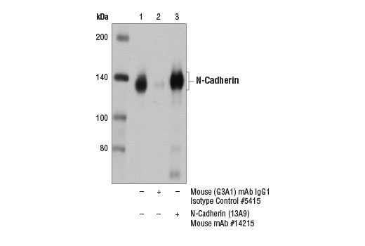 Immunoprecipitation Image 1: N-Cadherin (13A9) Mouse Monoclonal Antibody