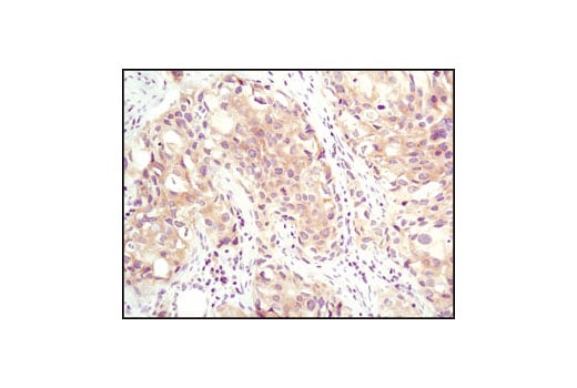 Immunohistochemistry Image 1: CACYBP Antibody