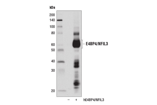Western Blotting Image 2: E4BP4/NFIL3 (D5K8O) Rabbit Monoclonal Antibody