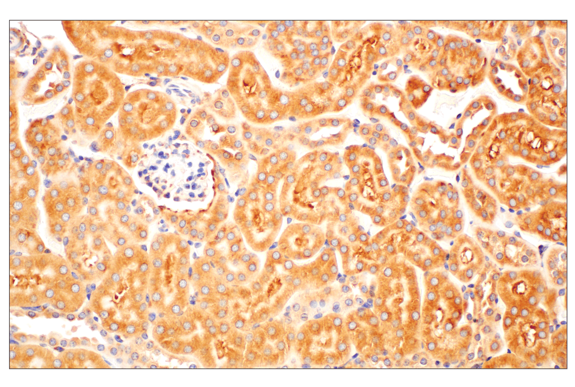 Immunohistochemistry Image 8: RACK1 (D59D5) Rabbit Monoclonal Antibody
