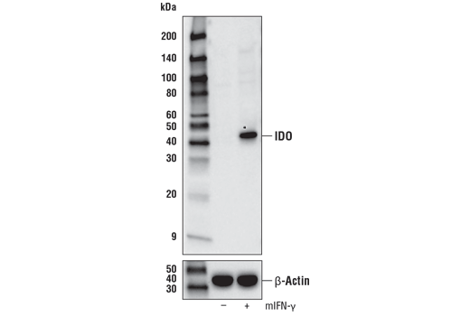 Western Blotting Image 2: IDO (D8W5E) Rabbit Monoclonal Antibody