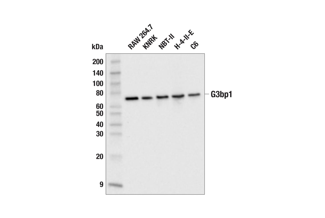 Western Blotting Image 2: G3bp1 (E8N8F) Rabbit Monoclonal Antibody