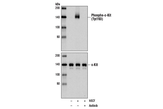 undefined Image 3: Axitinib