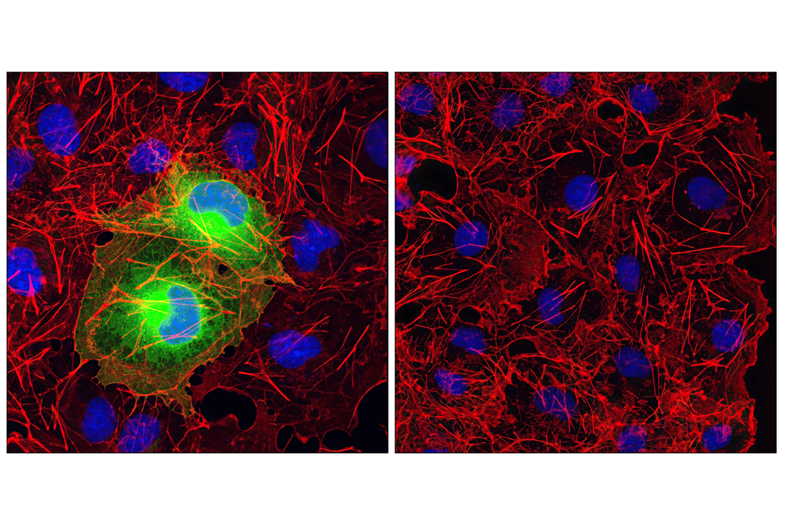 Anti HA Antibody Rabbit mAb (C29F4) | Cell Signaling Technology