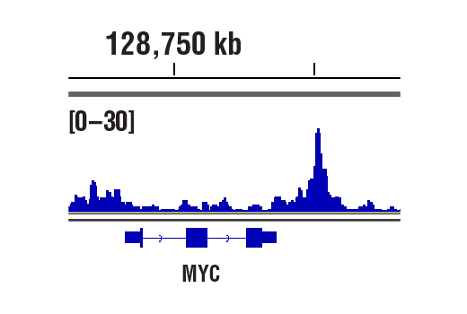 CUT & RUN Image 1: TCF4/TCF7L2 (C48H11) Rabbit Monoclonal Antibody