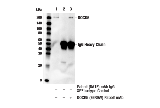 Immunoprecipitation Image 1: DOCK5 (E6R9W) Rabbit Monoclonal Antibody