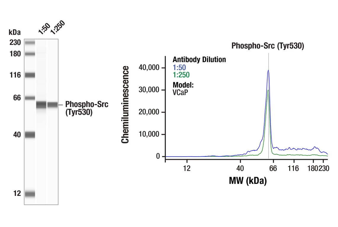Western Blotting Image 1: Phospho-Src (Tyr530) (F8Z1Z) Rabbit Monoclonal Antibody