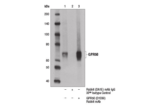 Immunoprecipitation Image 1: GPR50 (D1D6I) Rabbit Monoclonal Antibody