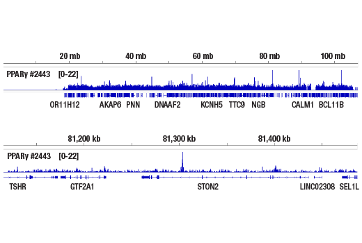 Chromatin Immunoprecipitation Image 3: PPAR gamma (81B8) Rabbit Monoclonal Antibody