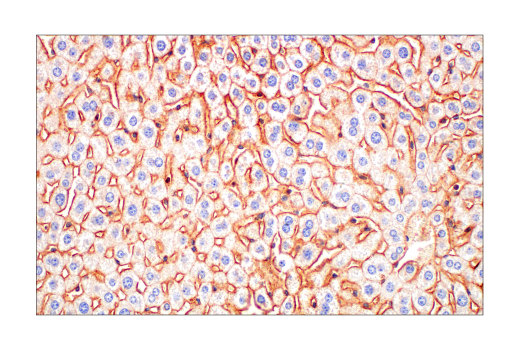 Immunohistochemistry Image 9: CMTM6 (E6A8T) Rabbit Monoclonal Antibody