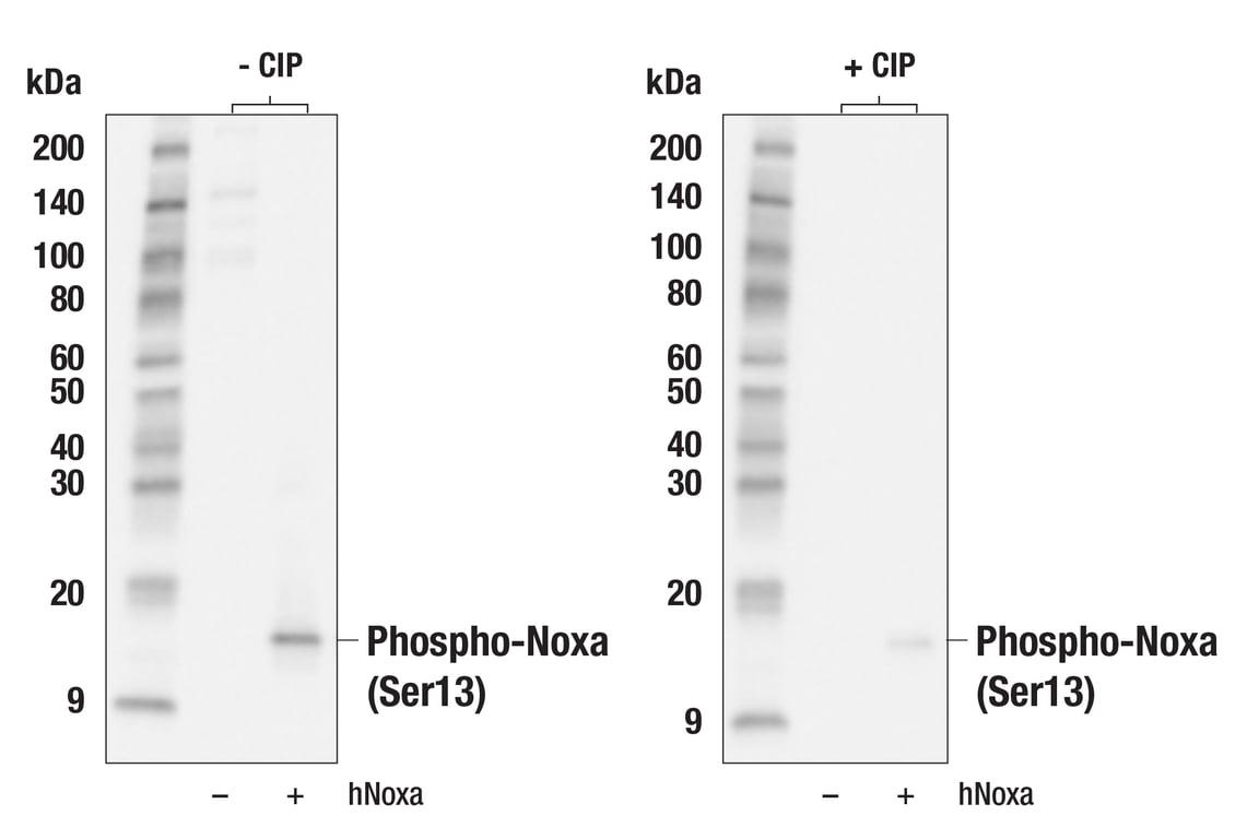 Western Blotting Image 1: Phospho-Noxa (Ser13) (E8I9P) Rabbit mAb