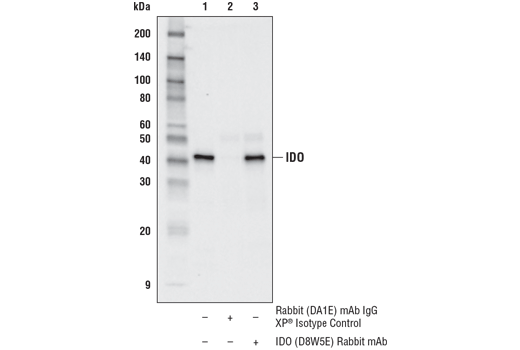 Immunoprecipitation Image 1: IDO (D8W5E) Rabbit Monoclonal Antibody