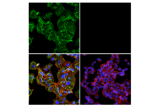 Immunofluorescence Image 1: CD44 (156-3C11) Mouse Monoclonal Antibody (BSA and Azide Free)