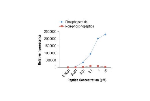 E Image 2: Anti-biotin (D5A7) Rabbit Monoclonal Antibody (HRP Conjugate)