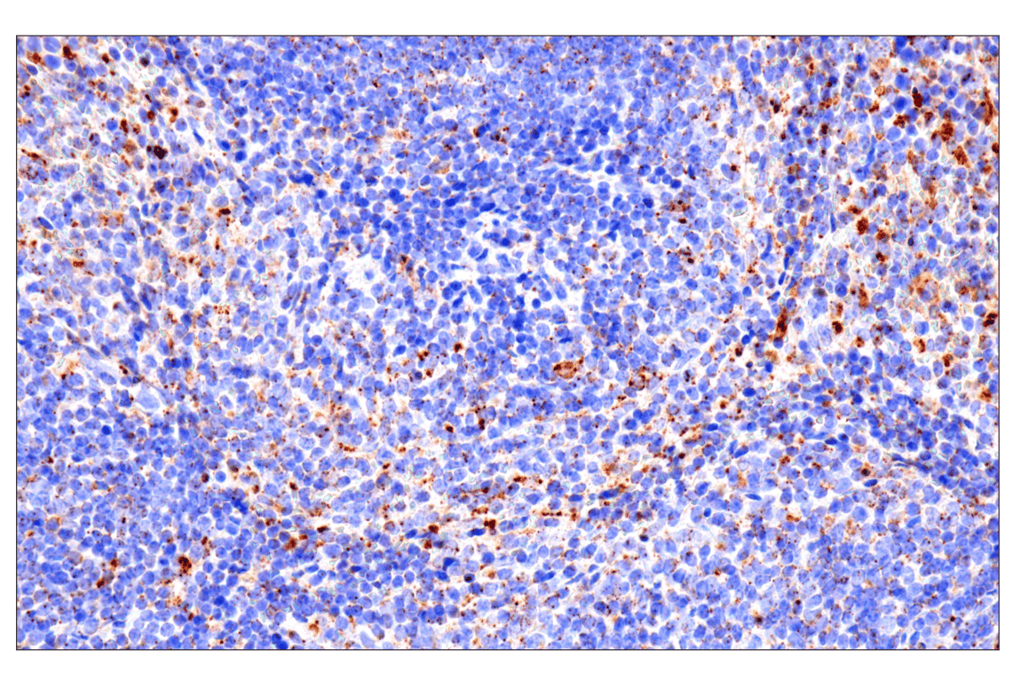Immunohistochemistry Image 9: HEXB (E9X5S) Rabbit Monoclonal Antibody