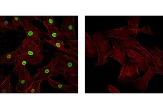 Immunofluorescence Image 1: Mono-Methyl-Histone H3 (Lys4) Antibody