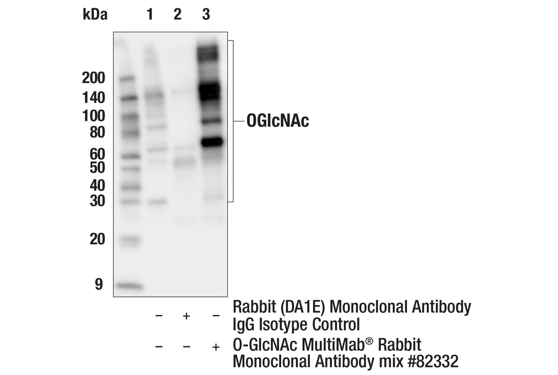 Immunoprecipitation Image 1: O-GlcNAc MultiMab<sup>®</sup> Rabbit Monoclonal Antibody mix
