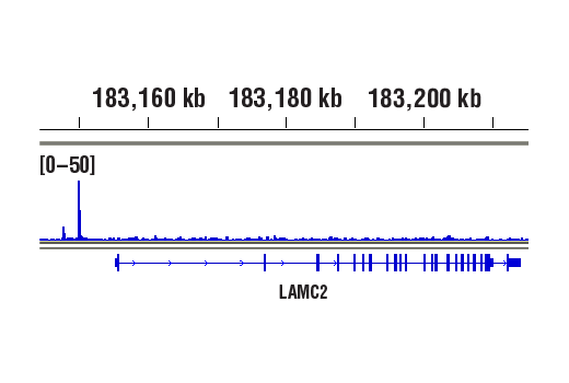 CUT & RUN Image 1: NF-kappaB p65 (D14E12) Rabbit Monoclonal Antibody