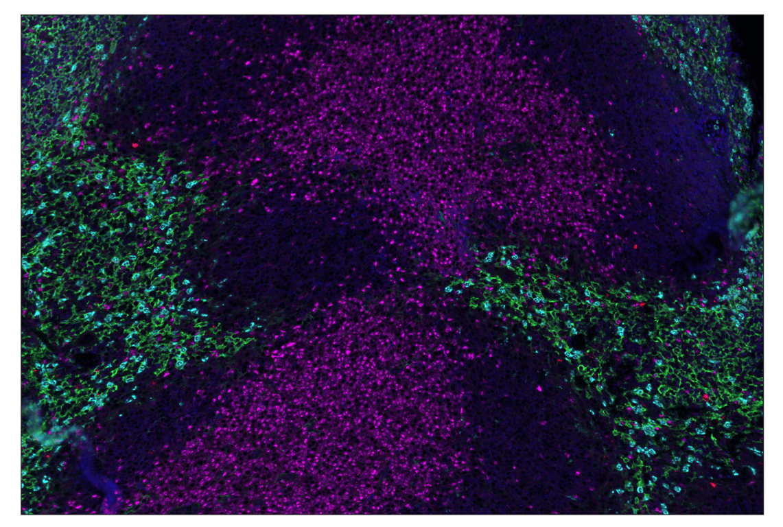 Immunohistochemistry Image 1: F4/80 (D2S9R) & CO-0042-594 SignalStar<sup>™</sup> Oligo-Antibody Pair