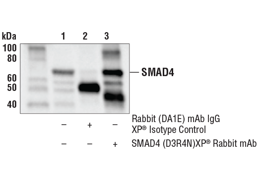 Immunoprecipitation Image 1: SMAD4 (D3R4N) Rabbit Monoclonal Antibody