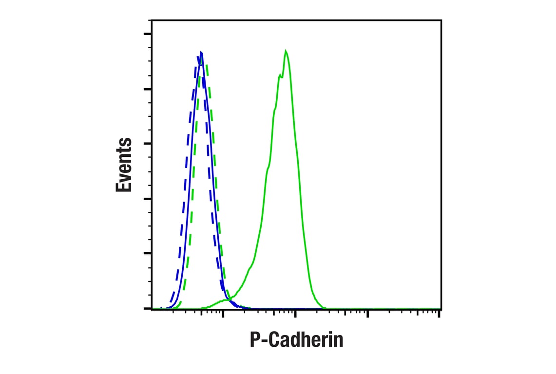 undefined Image 59: Cadherin-Catenin Antibody Sampler Kit