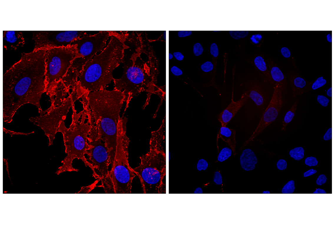 Immunofluorescence Image 1: Na,K-ATPase alpha1 (D4Y7E) Rabbit Monoclonal Antibody (Alexa Fluor<sup>®</sup> 647 Conjugate)