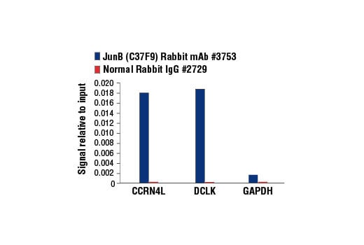 Chromatin Immunoprecipitation Image 1: JunB (C37F9) Rabbit Monoclonal Antibody