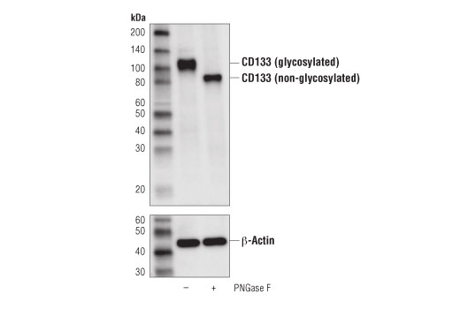 Western Blotting Image 2: CD133 (D4W4N) Rabbit Monoclonal Antibody (BSA and Azide Free)