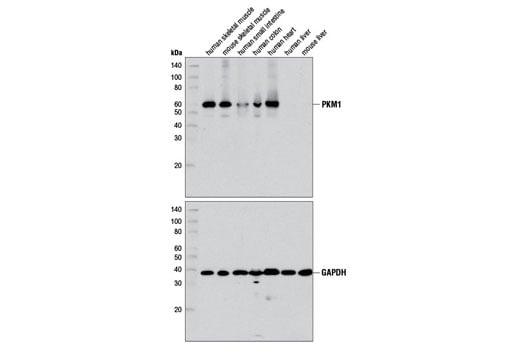 Western Blotting Image 2: PKM1 (D30G6) Rabbit Monoclonal Antibody (BSA and Azide Free)
