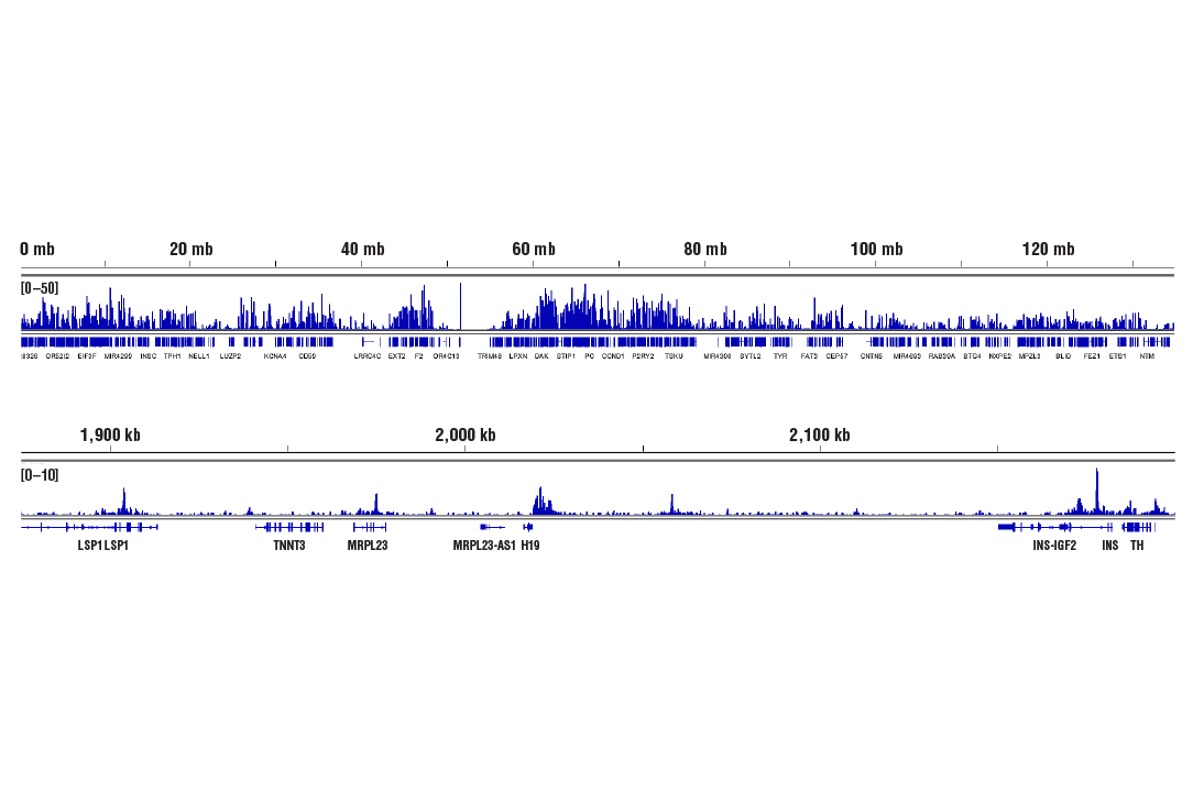 Chromatin Immunoprecipitation Image 2: CTCF (D31H2) Rabbit Monoclonal Antibody
