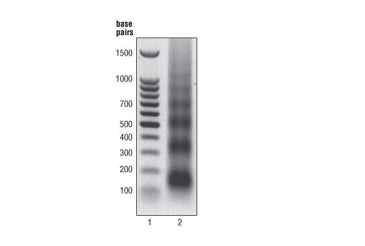 Chromatin Immunoprecipitation Image 1: SimpleChIP<sup>®</sup> Enzymatic Chromatin IP Kit (Agarose Beads)
