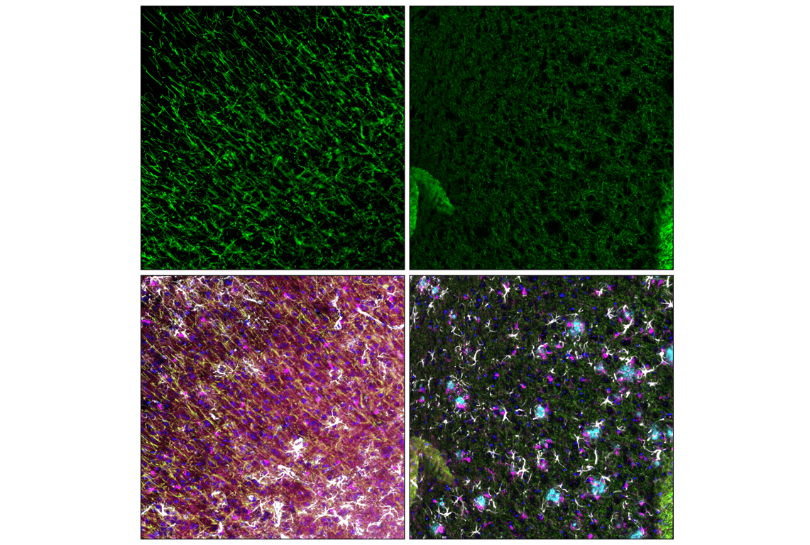 Immunofluorescence Image 3: Myelin Basic Protein (D8X4Q) Rabbit Monoclonal Antibody (Alexa Fluor<sup>®</sup> 647 Conjugate)