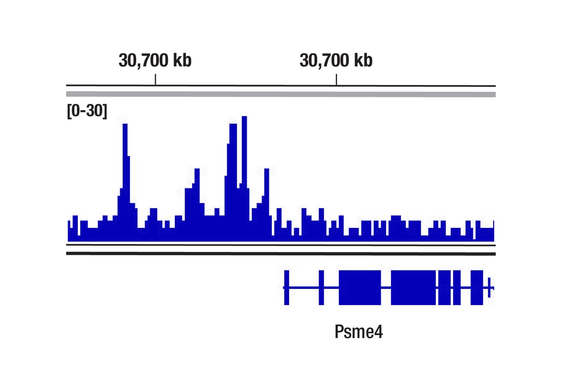 CUT & RUN Image 1: HP1 alpha (F3K7M) Rabbit Monoclonal Antibody