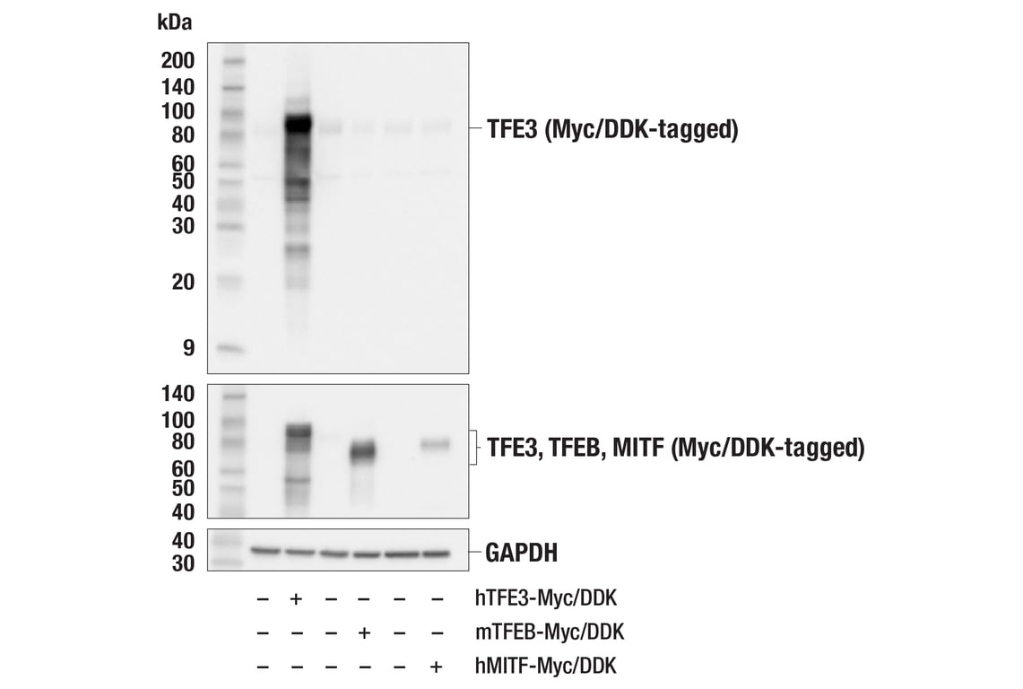 Western Blotting Image 2: TFE3 (E6T9M) Rabbit Monoclonal Antibody