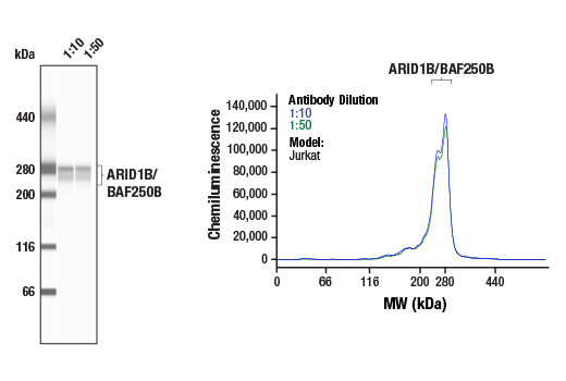 undefined Image 54: BAF Complex Antibody Sampler Kit II