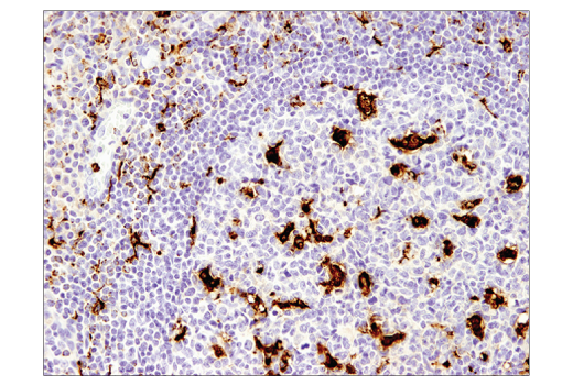 Immunohistochemistry Image 1: CD68 (D4B9C) XP<sup>®</sup> Rabbit mAb (BSA and Azide Free)