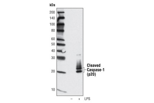 Western Blotting Image 2: Cleaved Caspase-1 (Asp297) (D57A2) Rabbit Monoclonal Antibody