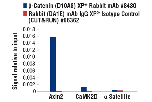 CUT & RUN Image 3: beta-Catenin (D10A8) Rabbit Monoclonal Antibody