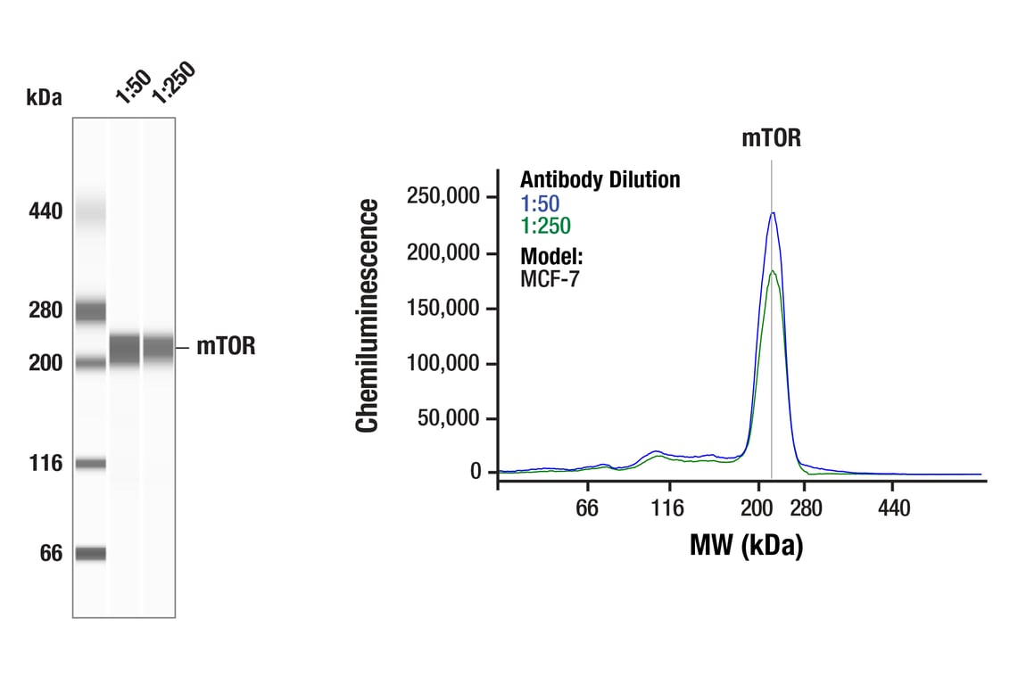 Western Blotting Image 1: mTOR (L27D4) Mouse Monoclonal Antibody