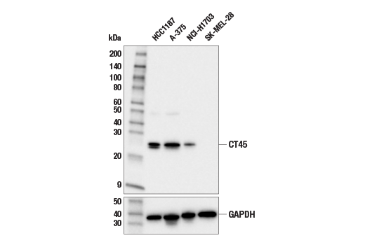 Western Blotting Image 1: CT45 (E2S3Q) Rabbit mAb