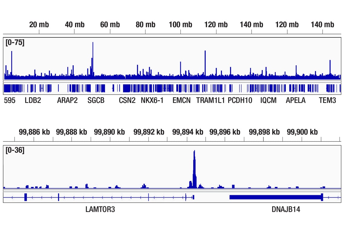 CUT & RUN Image 2: TFEB (D2O7D) Rabbit Monoclonal Antibody